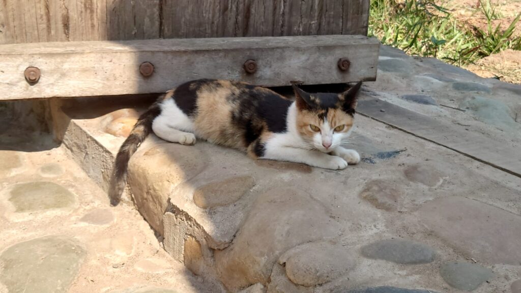 ホテルの猫のイメージ